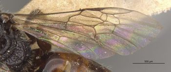 Media type: image;   Entomology 32863 Aspect: Wing front